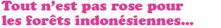 Tout n'est pas rose pour les forêts indonésiennes...